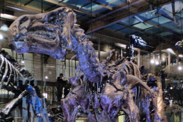 <p>Ученые впервые отыщи окаменелый мозг динозавра</p>  