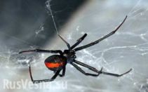 Схватка опасной ехидны и ядовитого паука (ВИДЕО)  