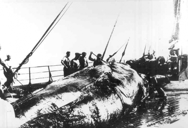 История советского китобойного флота  