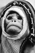 Отчего США первой в космос запустили обезьяну  