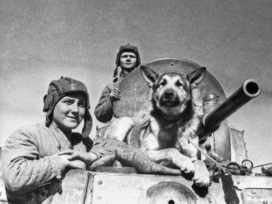 Псовая атака: как в 1941 году 150 псов обратили в бегство полк немецких пехотинцев  
