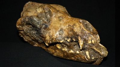 Глодали кости: в Чехии отыскана челюсть протособаки Глодали кости: в Чехии отыскана челюсть протособаки