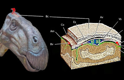 <p>Впервые замечен мозг динозавра: видео</p> 