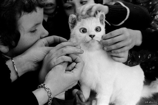 Незрячие дети изучают кошку, 1981 