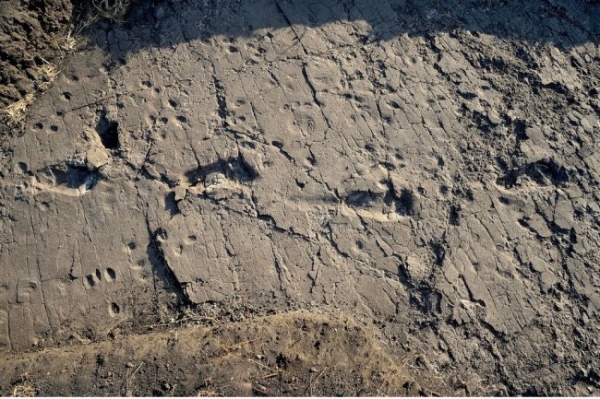 В Танзании палеонтологи отыщи следы австралопитека-великана 
