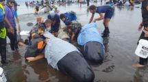 В Новоиспеченной Зеландии сотни дельфинов выбросились на сушу  