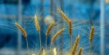 Россия может столкнуться с дефицитом пшеницы для производства хлеба 