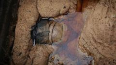 Путевые рабочие нашли под землей загадочную гробницу 