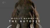Вскрытие мамонта / Woolly mammoth: The Autopsy (2014)  