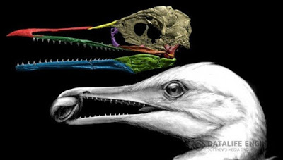 Долгожданный первоначальный клюв нашёлся под самым носом у палеонтологов  