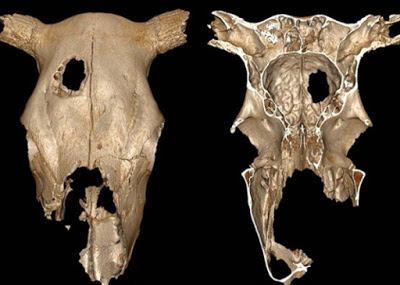 Ученые из Франции обрисовали древнейший способ трепанации черепа животного  