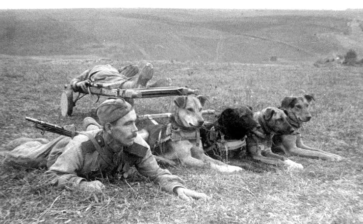Как во пора войны 150 служебных собак атаковали наступающих немцев 