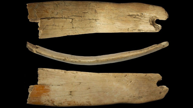 Секреты древних людей: найдена диадема из бивня мамонта 