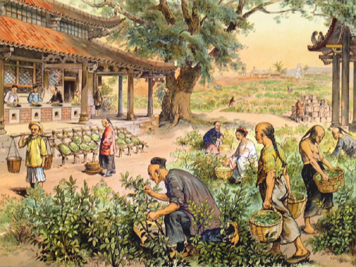 Как китайская традиция чаепития сделалась русской, и Какие изменения претерпела  