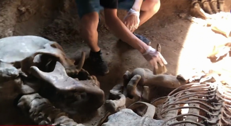 Уникальное открытие гигантского костяка в Таиланде  