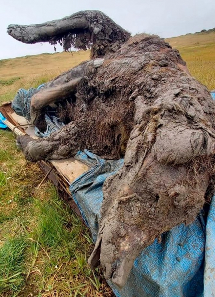 В Якутии отыщи идеально сохранившееся тело пещерного медведя возрастом 30 000 лет  