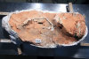 Хвост динозавра впервые отыскан в янтаре 