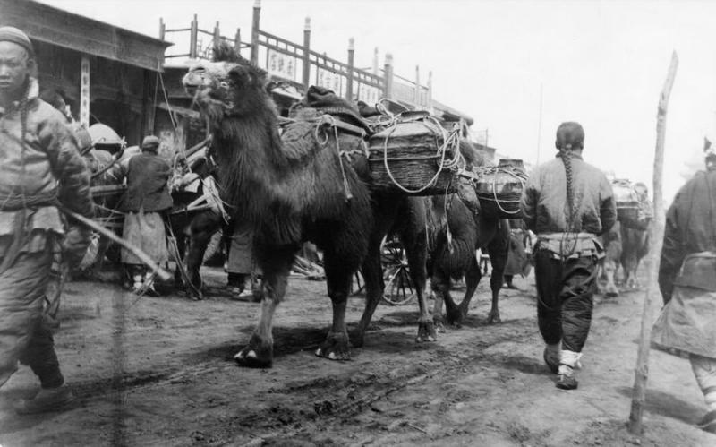 Никита Бичурин привез раритеты для "Публички" на 15 верблюдах  