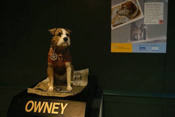 Почтовый пёс Оуни, какой победил более 200 000 км, стал символом верности и человеческого предательства 