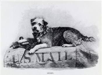 Почтовый пёс Оуни, какой победил более 200 000 км, стал символом верности и человеческого предательства 