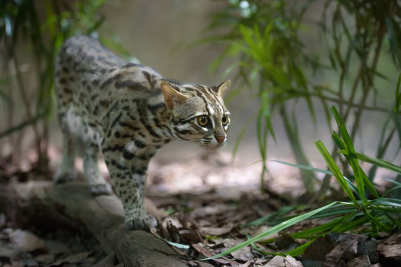 Замечена окаменелая кошка, которая могла поместиться на ладони - Родина  