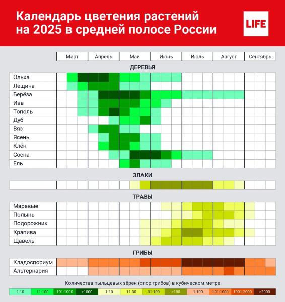 Численник цветения для аллергиков: когда начинается цветение растений в 2025 году  